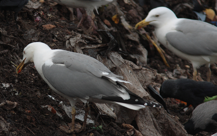 Larus sp