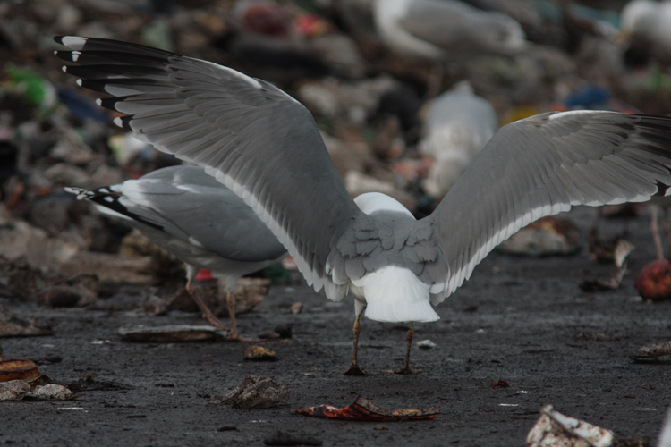 Larus sp