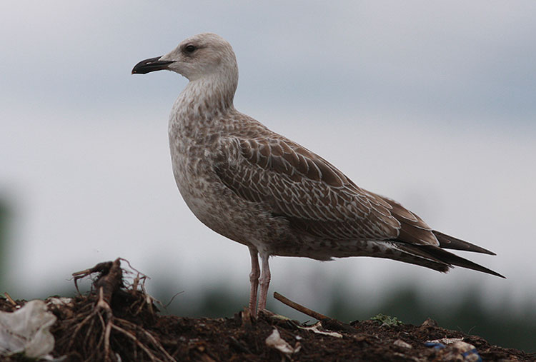 Caspian Gull