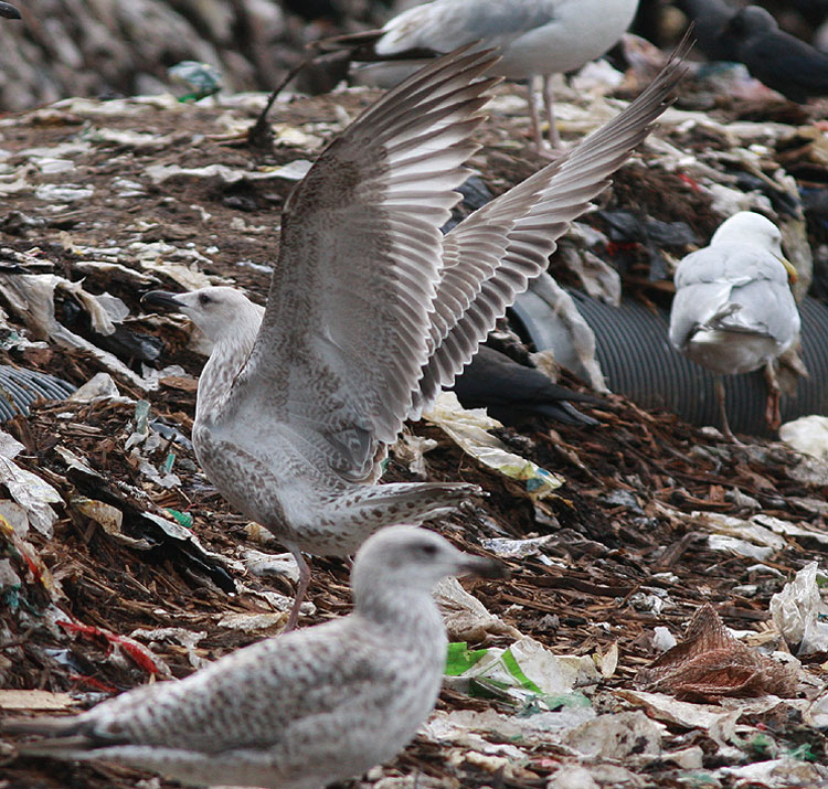 Caspian Gull