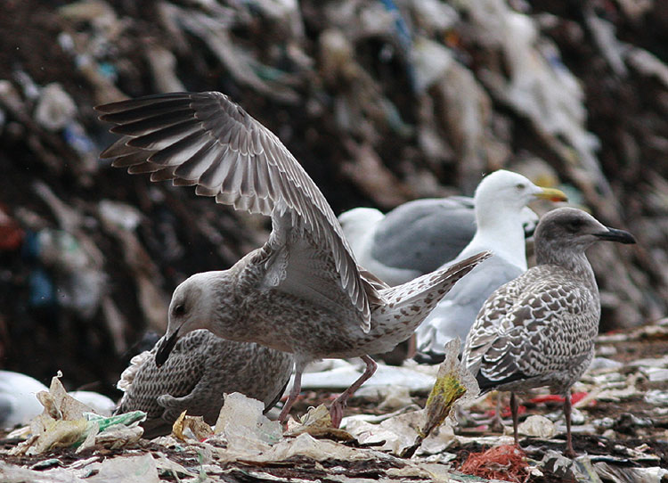 Caspian Gull