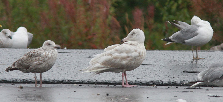 Glaucous Gull
