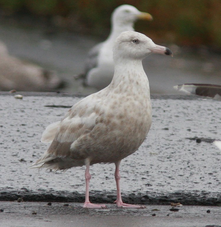 Glaucous Gull