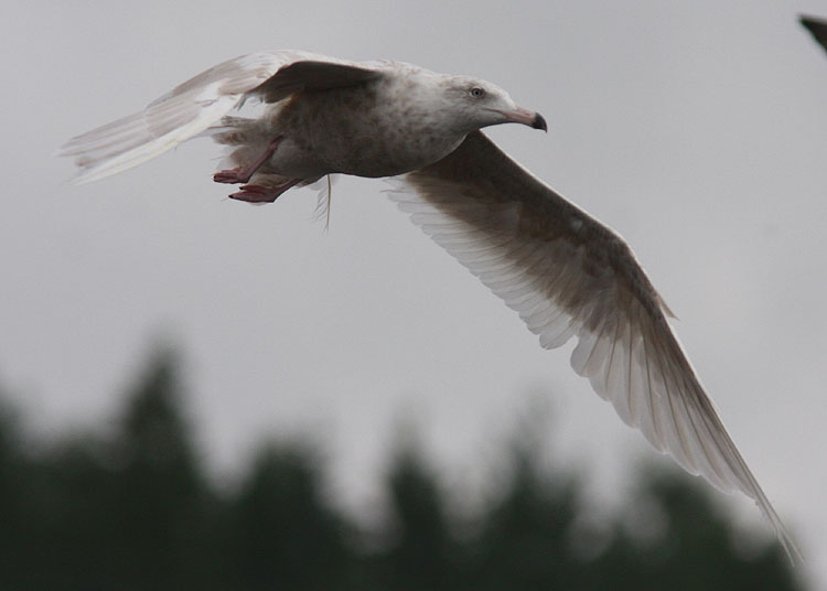 Glaucous Gull