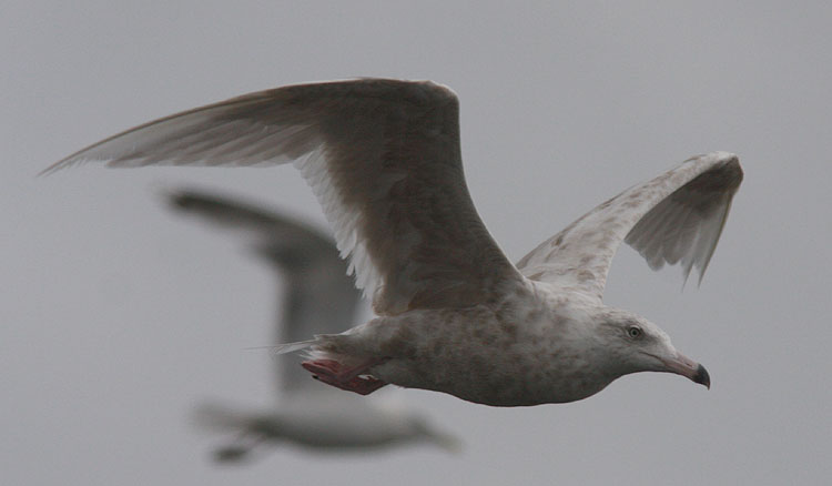 Glaucous Gull