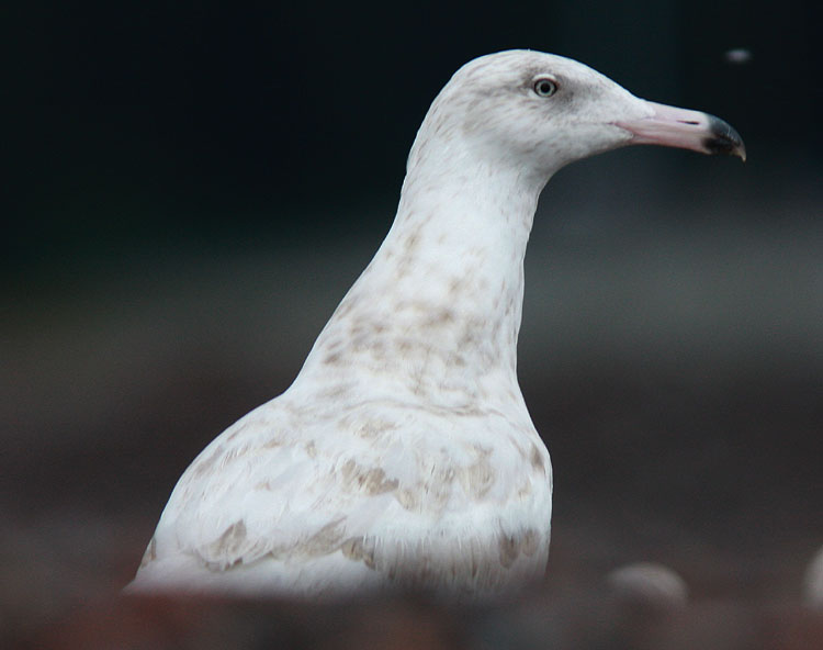 Glaucous Gull