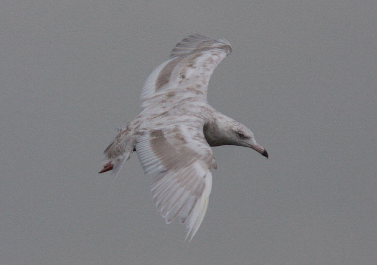 Glaucous Gull