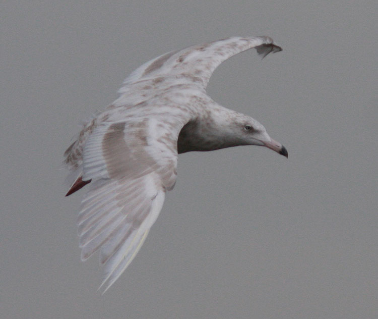 Glaucous Gull