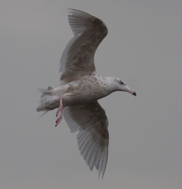 Glaucous Gull