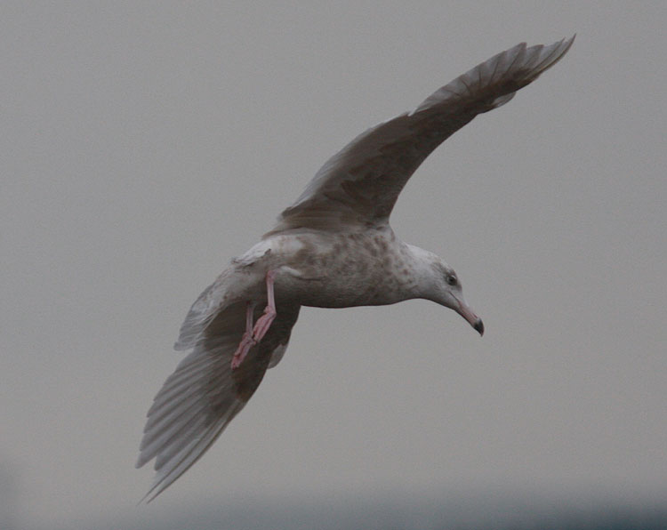 Glaucous Gull