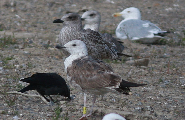 Larus fuscus