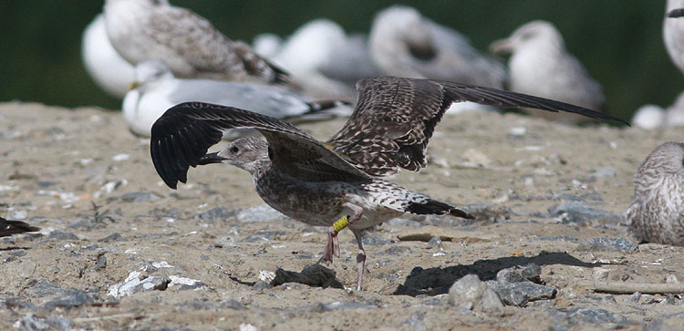 Larus fuscus