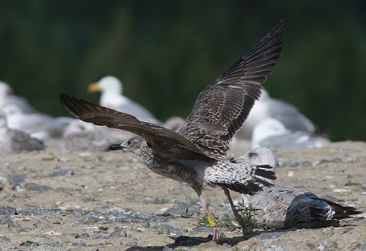Larus fuscus