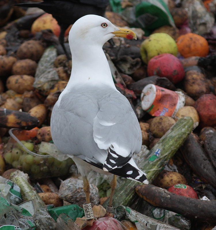 Larus argentatus