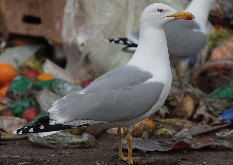 Larus argentatus