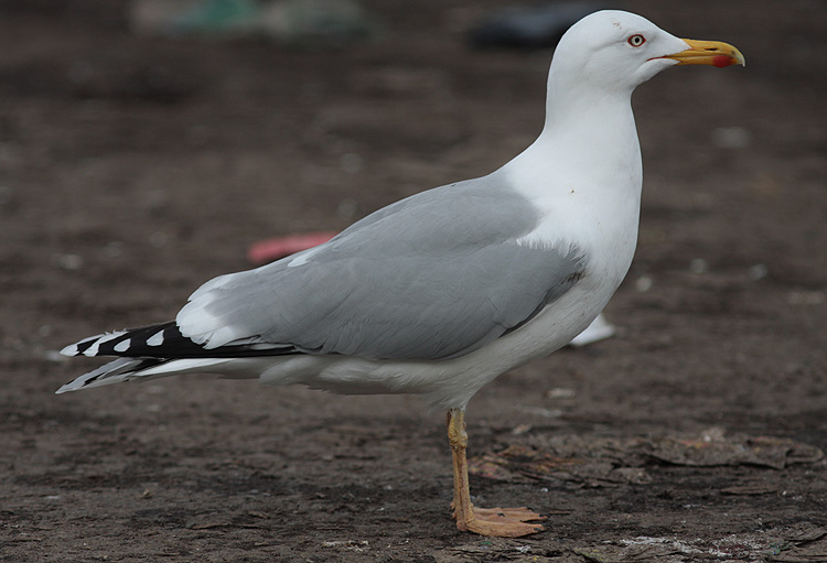 Larus argentatus