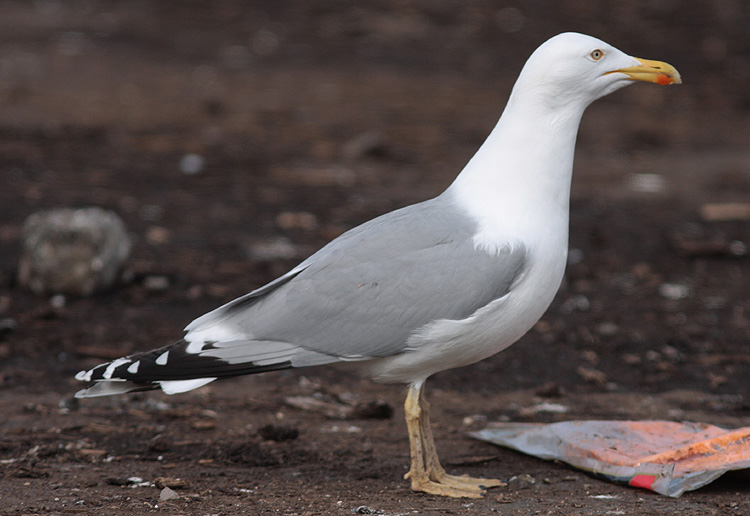 Larus argentatus