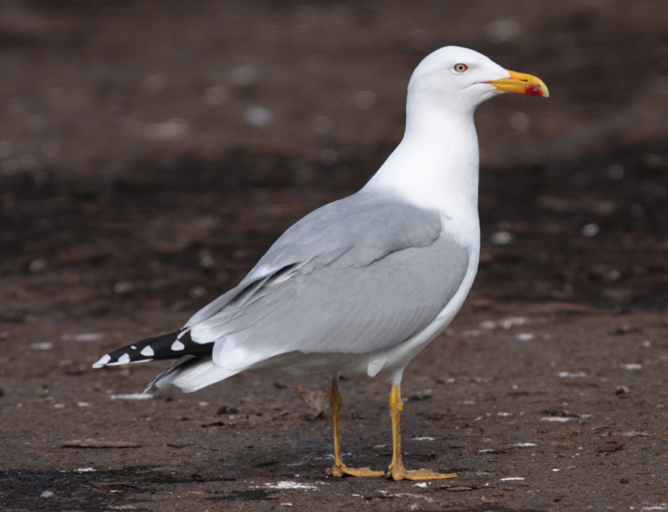 Larus argentatus