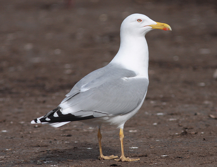 Larus argentatus