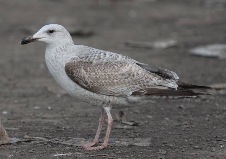 Larus argentatus