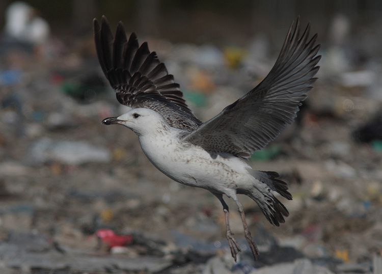 Larus (f.) heuglini