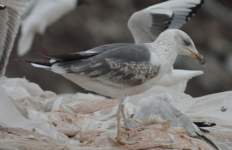 Larus (f.) graellsii/intermedius