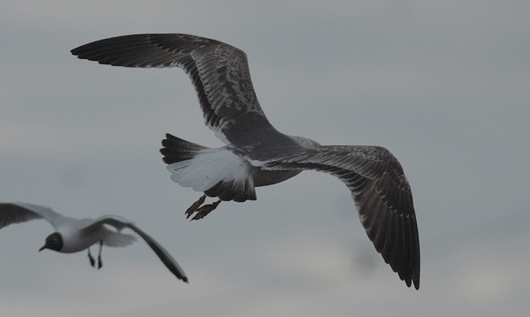 Larus (f.) graellsii/intermedius