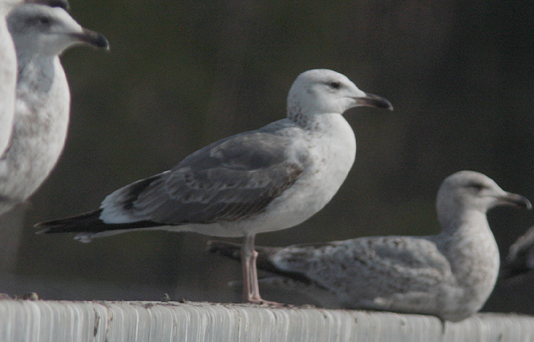 Larus (f.) heuglini