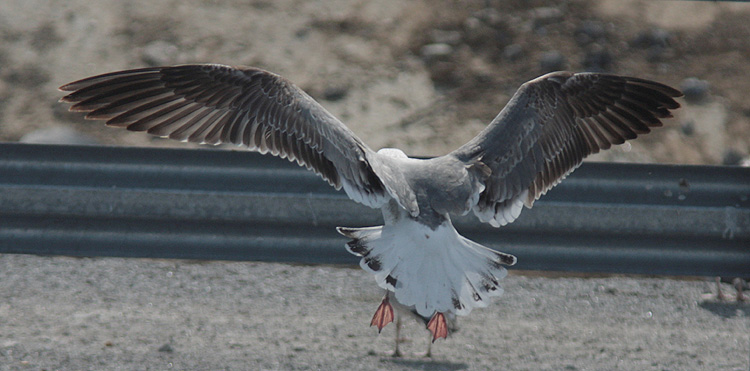 Larus (f.) heuglini