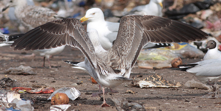 Larus (f.) heuglini