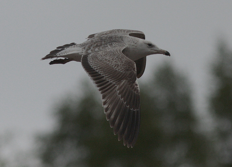 Larus (f.) heuglini