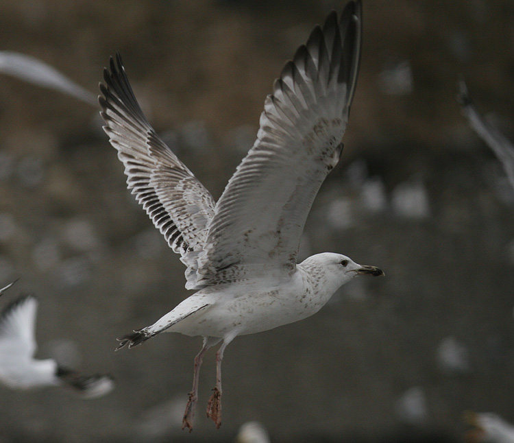 Larus cachinnans