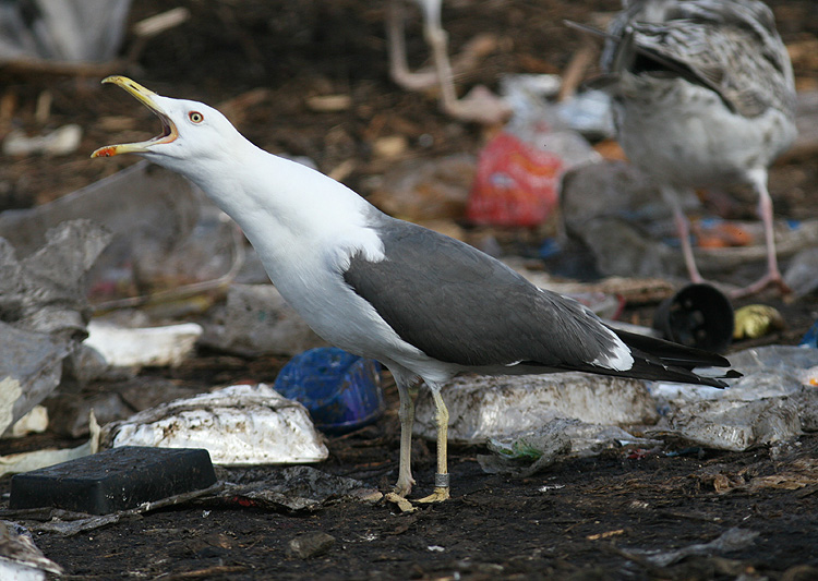 Larus (f.) graellsii/intermedius