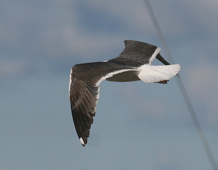 Larus (f.) graellsii/intermedius