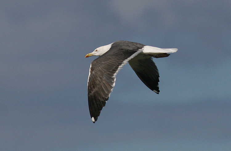 Larus (f.) graellsii/intermedius