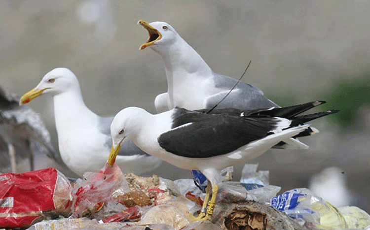 Larus fuscus fuscus