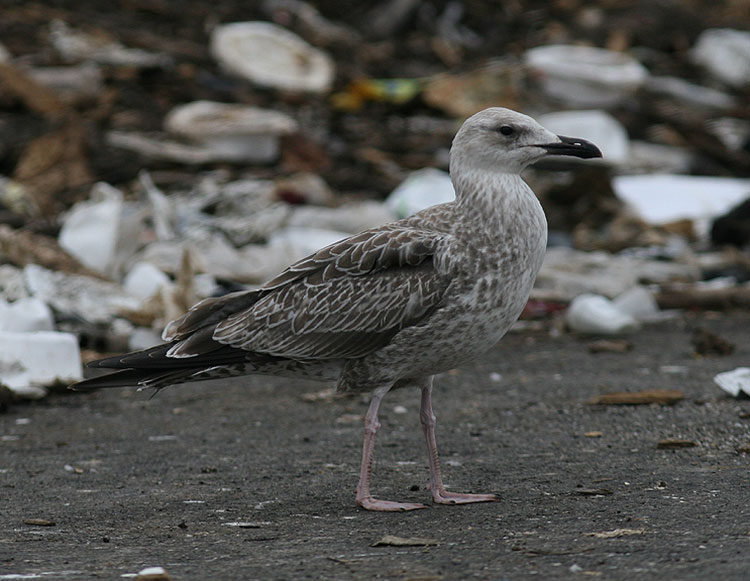 Caspian Gull