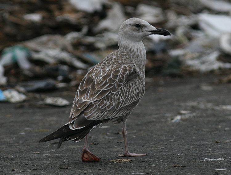 Caspian Gull