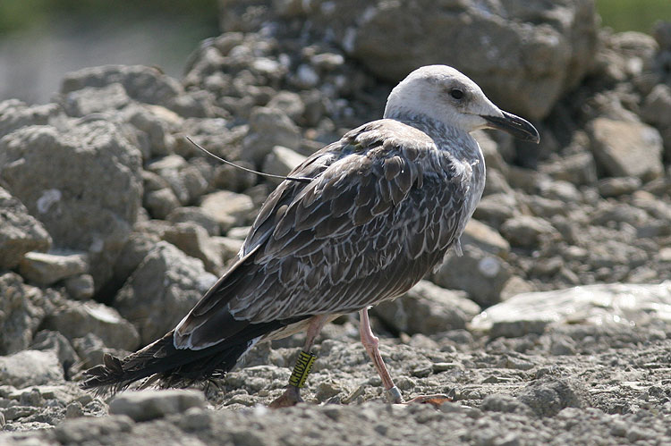 Caspian Gull