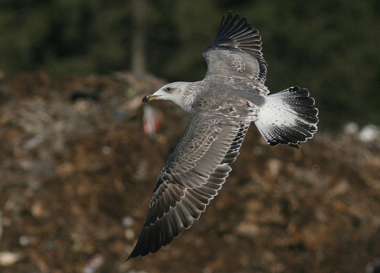 Larus (f.) heuglini