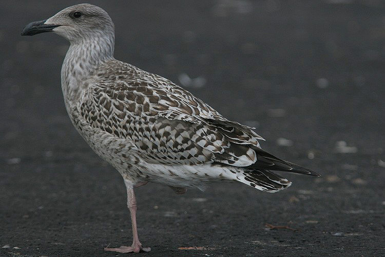 Juvenile L. marinus 