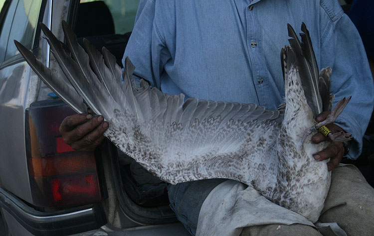 Caspian Gull