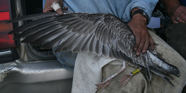 Caspian Gull