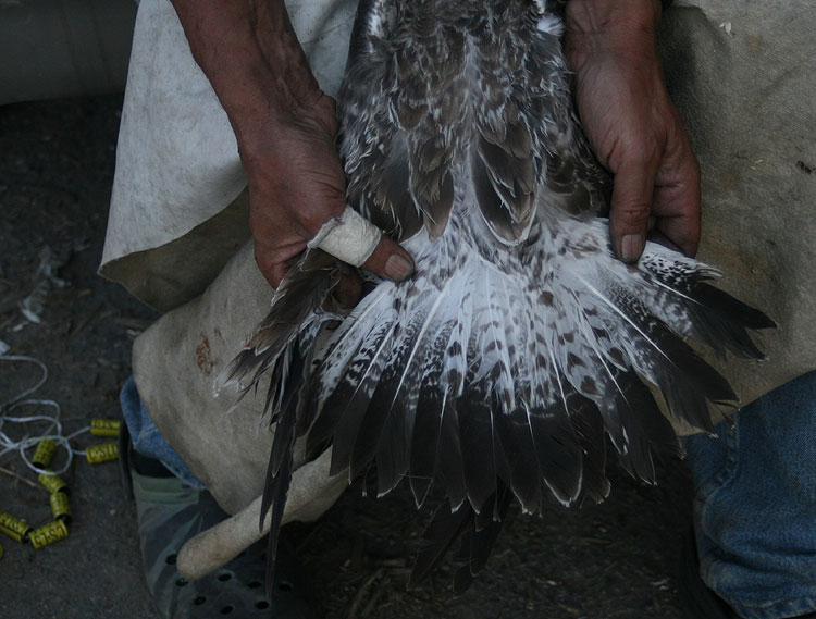 Caspian Gull