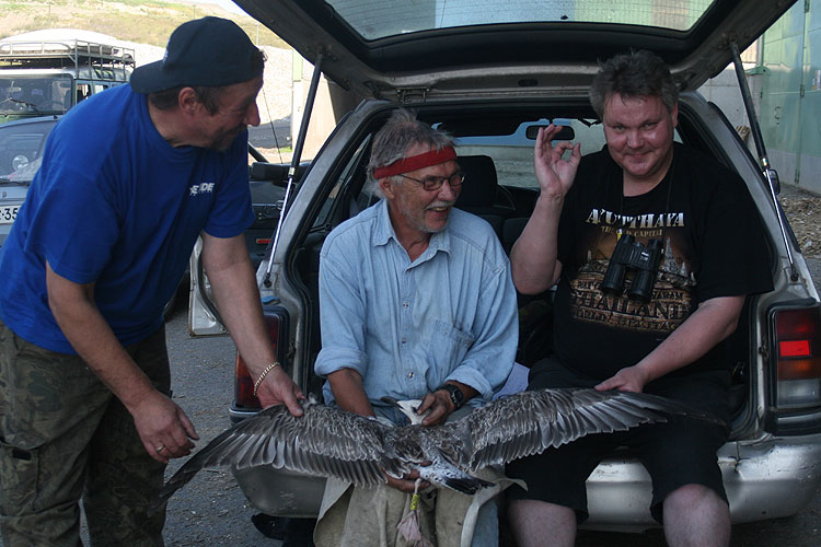 Caspian Gull
