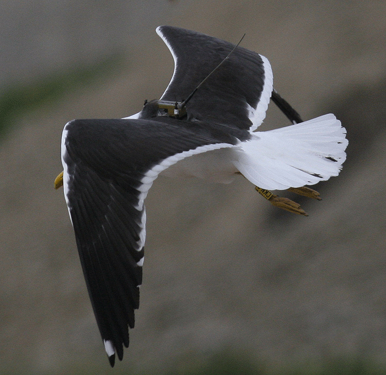 Larus fuscus fuscus