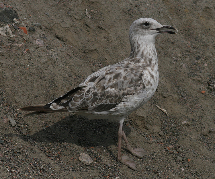 Larus cachinnans
