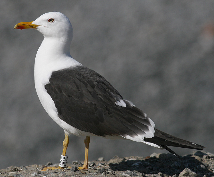 CRAP Larus fuscus
