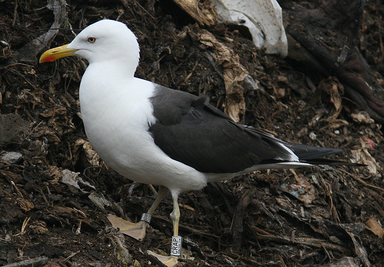 CRAP Larus fuscus