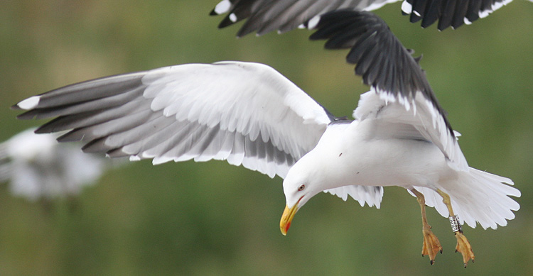 CRAP Larus fuscus